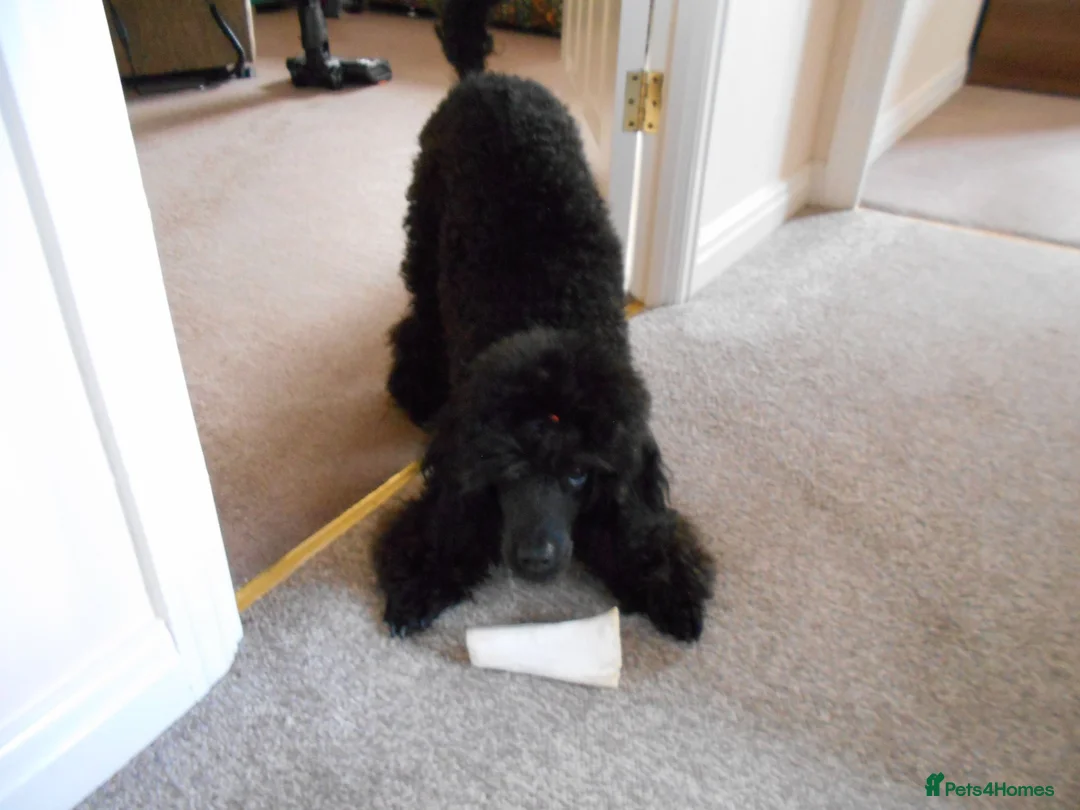 Poodle dogs for sale: BEAUTIFUL MINIATURE POODLE COLOUR SOLID BLACK - Advert 2