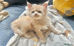 Maine Coon cats for sale: Beautiful big cream boys - Image 2