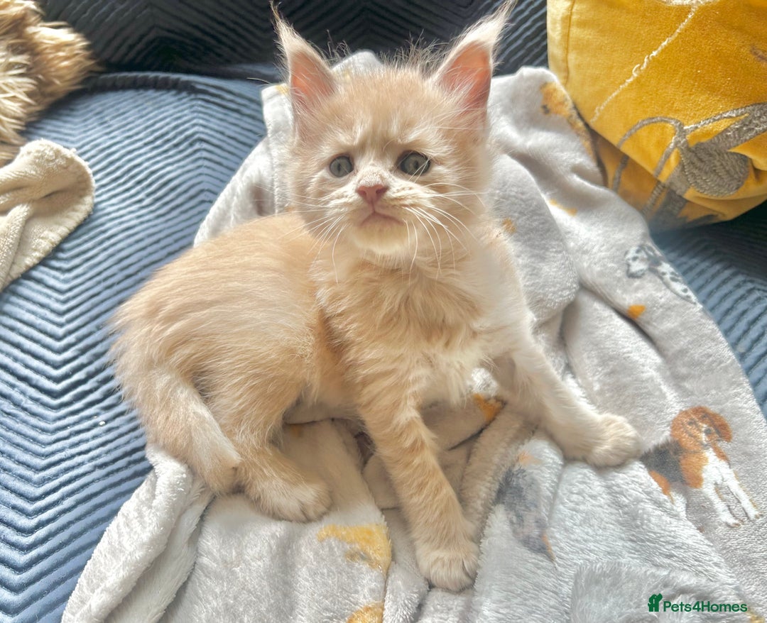 Maine Coon cats for sale: Beautiful big cream boys - Image 2