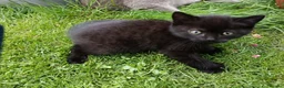 Mixed Breed cats for sale: Black kittens  - Advert 2