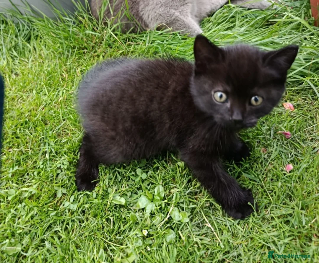 Mixed Breed cats for sale: Black kittens  - Advert 2