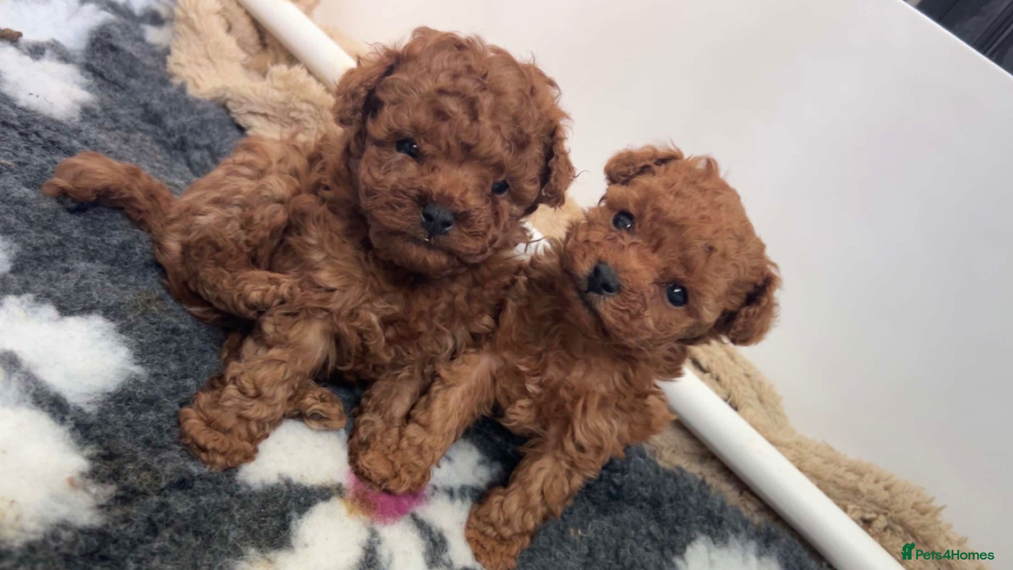 Cavapoo dogs Stunning ruby red toy boy Cavapoos - Advert 1