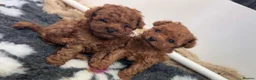 Cavapoo dogs for sale: Reduced & Ready! Tiny toy boy Cavapoos - Advert 10