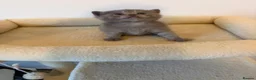British Shorthair cats for sale: Beautiful British Shorthair Male Kittens 🐾 - Advert 7