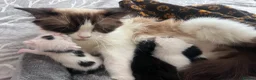 Mixed Breed cats for sale: Kitty  - Advert 8
