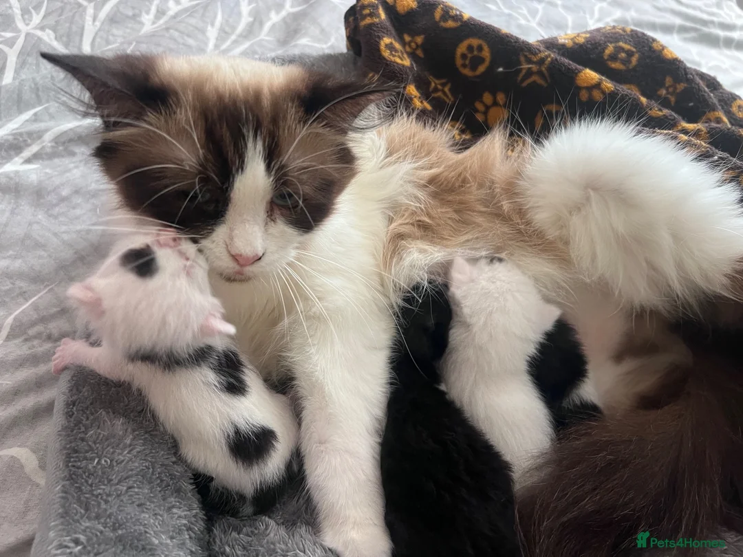 Mixed Breed cats for sale: Kitty  - Advert 8