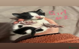 British Shorthair cats for sale: 4 gorgeous kittens for sale  - Image 4