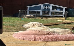Golden Retriever dogs for sale: Beautiful girl looking for her forever home - Image 4