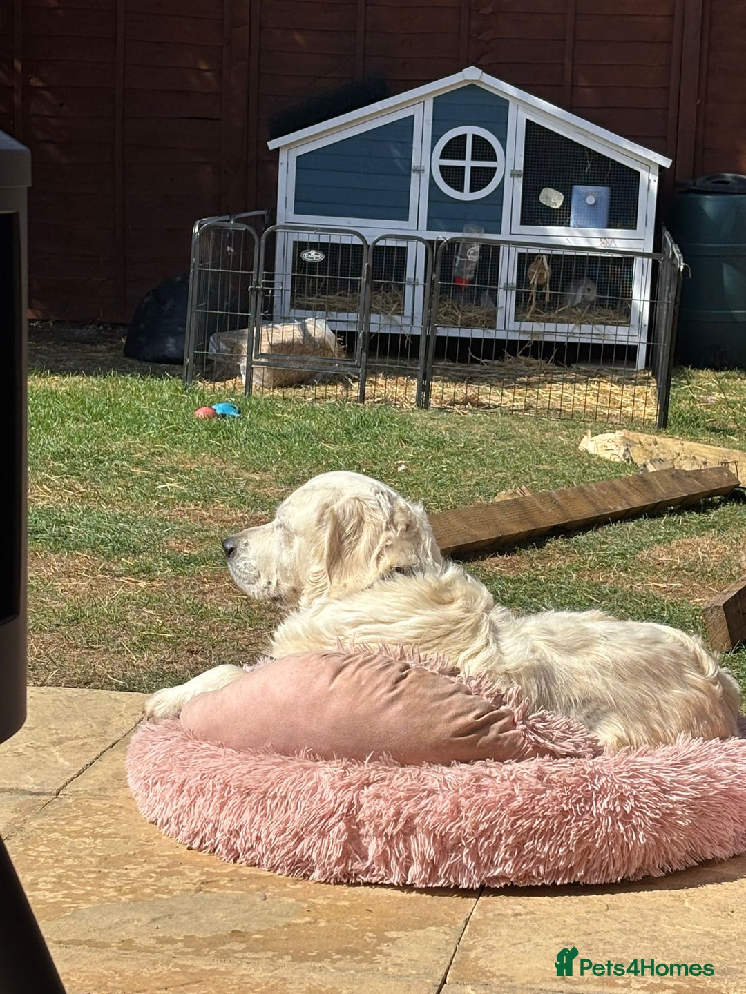 Golden Retriever dogs for sale: Beautiful girl looking for her forever home - Image 4
