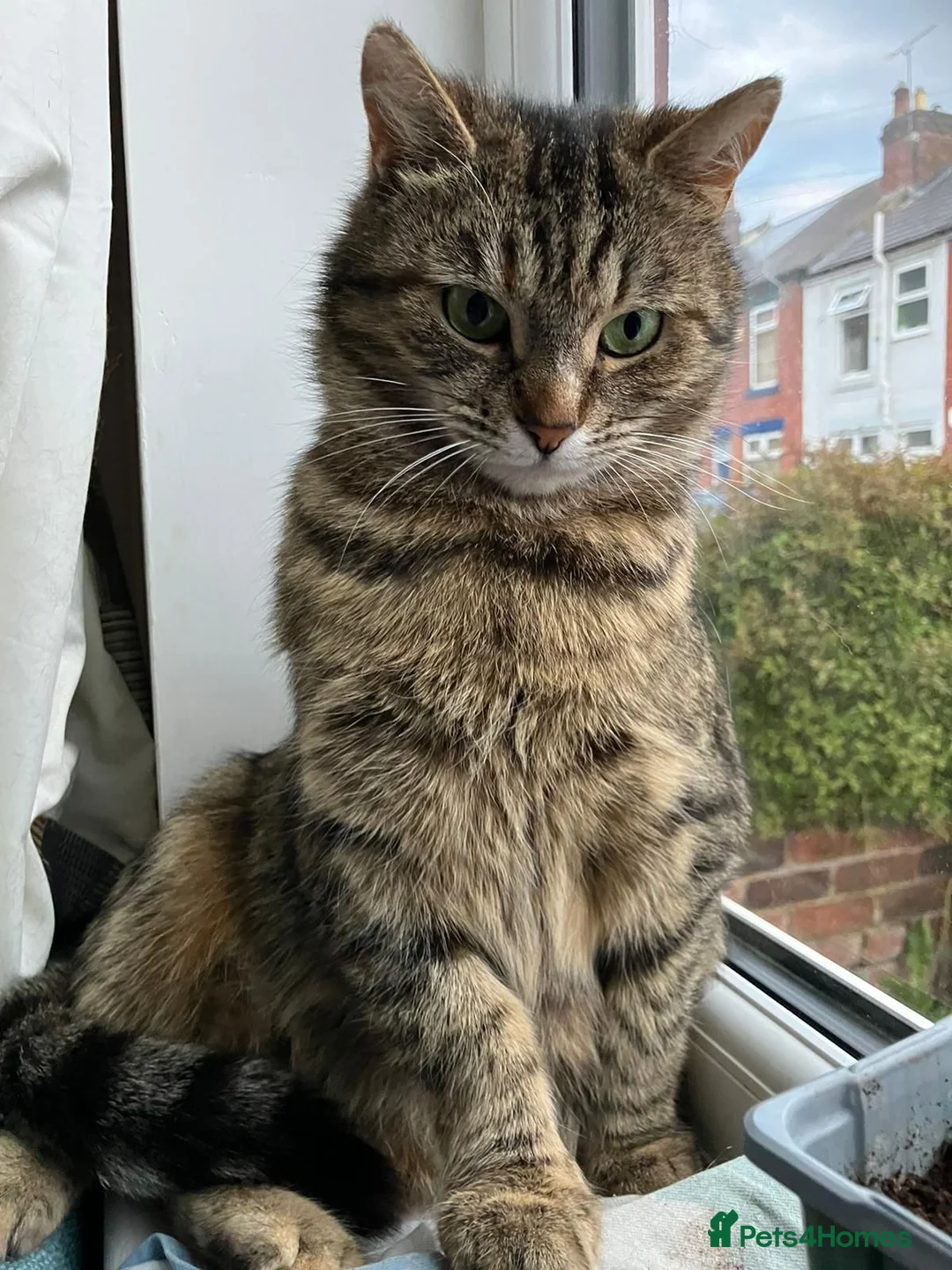 Mixed Breed cats for sale: Rescue cats- kittens and adults 🧡 - Advert 2