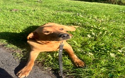 Labrador Retriever dogs for sale: Red fox lab  - Image 2