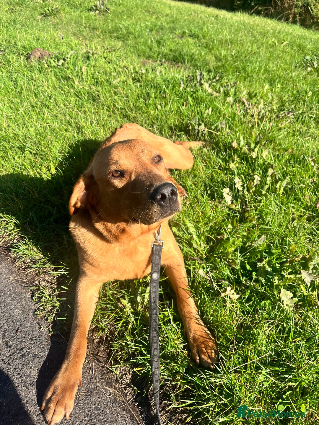 Labrador Retriever dogs for sale: Red fox lab  - Image 2