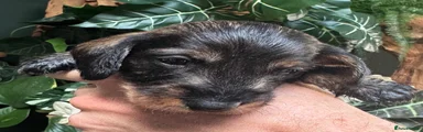 Miniature Dachshund 4