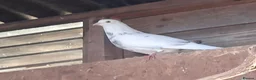 Pigeons birds for sale: 9 pigeons, mixture, some high flyers - Advert 3