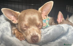 Chihuahua dogs for sale: Beautiful Lilac dear head chihuahua - Image 7