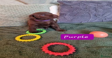 Labrador Retriever dogs - Advert 10