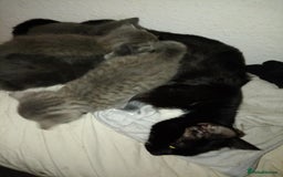 Mixed Breed cats for sale: Beautiful grey and mixed kittens - Image 3