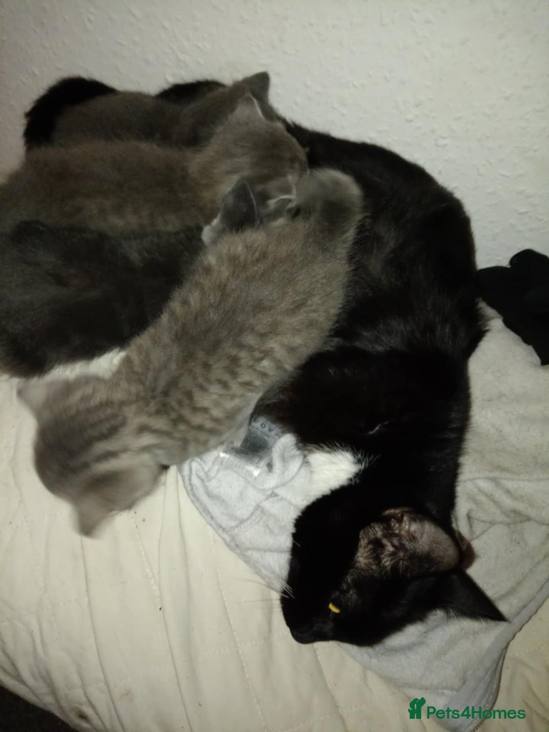Mixed Breed cats for sale: Beautiful grey and mixed kittens - Image 3