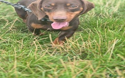 Miniature Dachshund dogs for stud: Miniature Chocolate Dachshund for stud - Image 10