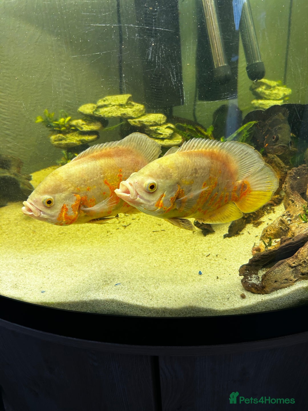 Other/Mixed Breed fish for sale: Two albino Oscars for sale  - Image 1