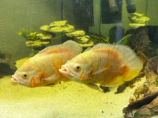 Other/Mixed Breed fish - Advert 27