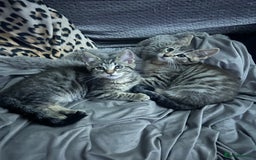 Maine Coon cats for sale: Beautiful tabby Maine Coon X kittens  - Image 3