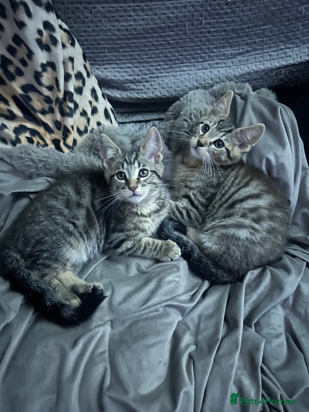 Maine Coon cats for sale: Beautiful tabby Maine Coon X kittens  - Image 3