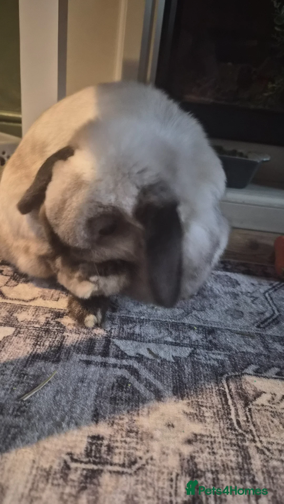 Mixed Breed rabbits for sale: Pearl  in Manchester - Advert 2