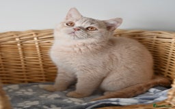British Shorthair cats for sale: GCCF reg kittens looking for loving homes  - Image 24
