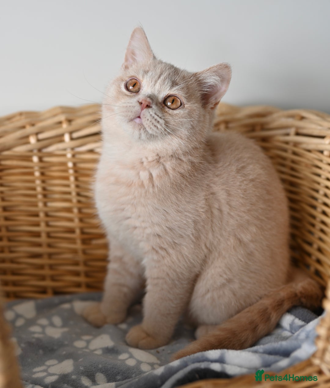 British Shorthair cats for sale: GCCF reg kittens looking for loving homes  - Image 24