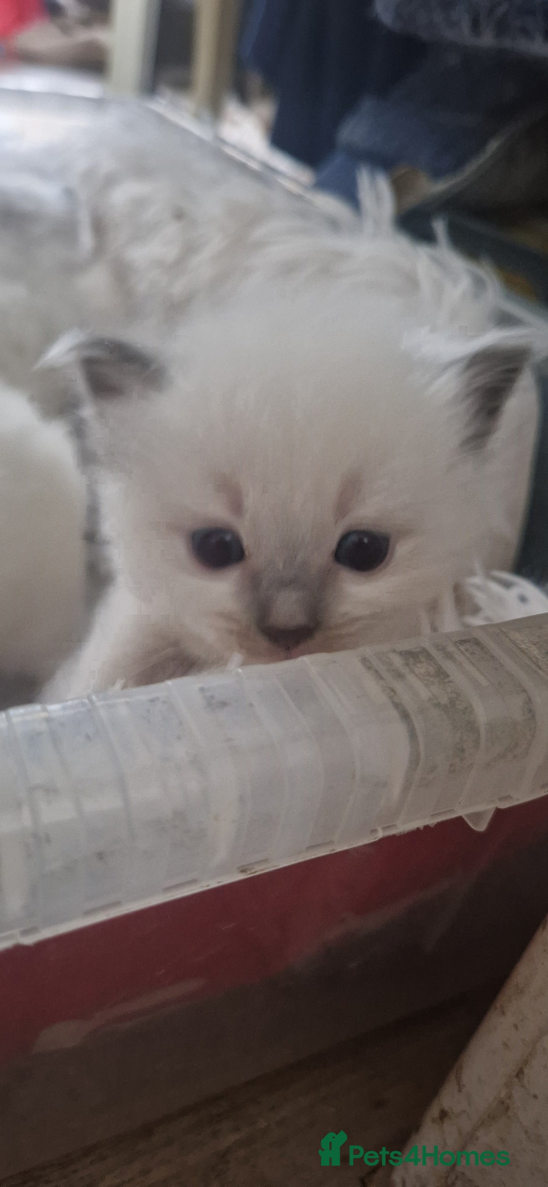 Ragdoll cats for sale: Pure Bred Ragdolls - Advert 10