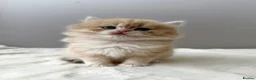 British Longhair cats for sale: Champion lines Golden British Longhairs - Advert 27