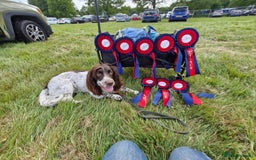 Cocker Spaniel dogs for stud: beautiful boy cocker spaniel ready 4 a  girlfriend - Image 4