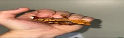 Gecko reptiles for sale: Crested Geckos Sale Essex/Upminster  - Advert 2