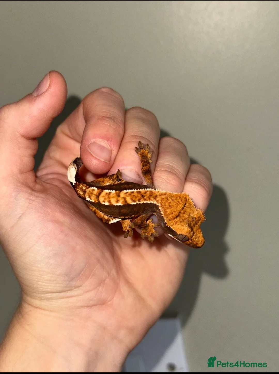 Gecko reptiles for sale: Crested Geckos Sale Essex/Upminster  - Advert 2