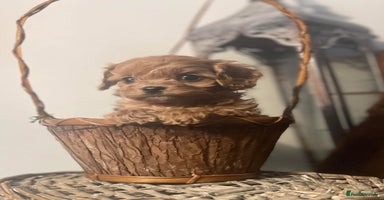 Cavapoo dogs - Advert 3