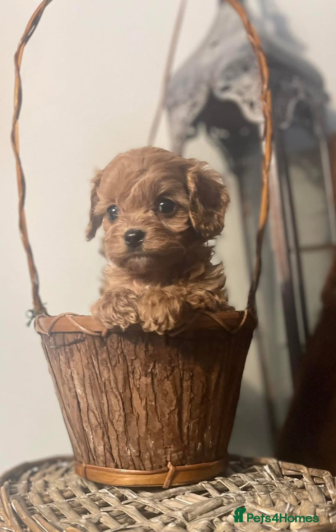 Cavapoo dogs for sale: Quality F1 Red Cavapoo Puppies (2 boys 2 girls) - Image 2