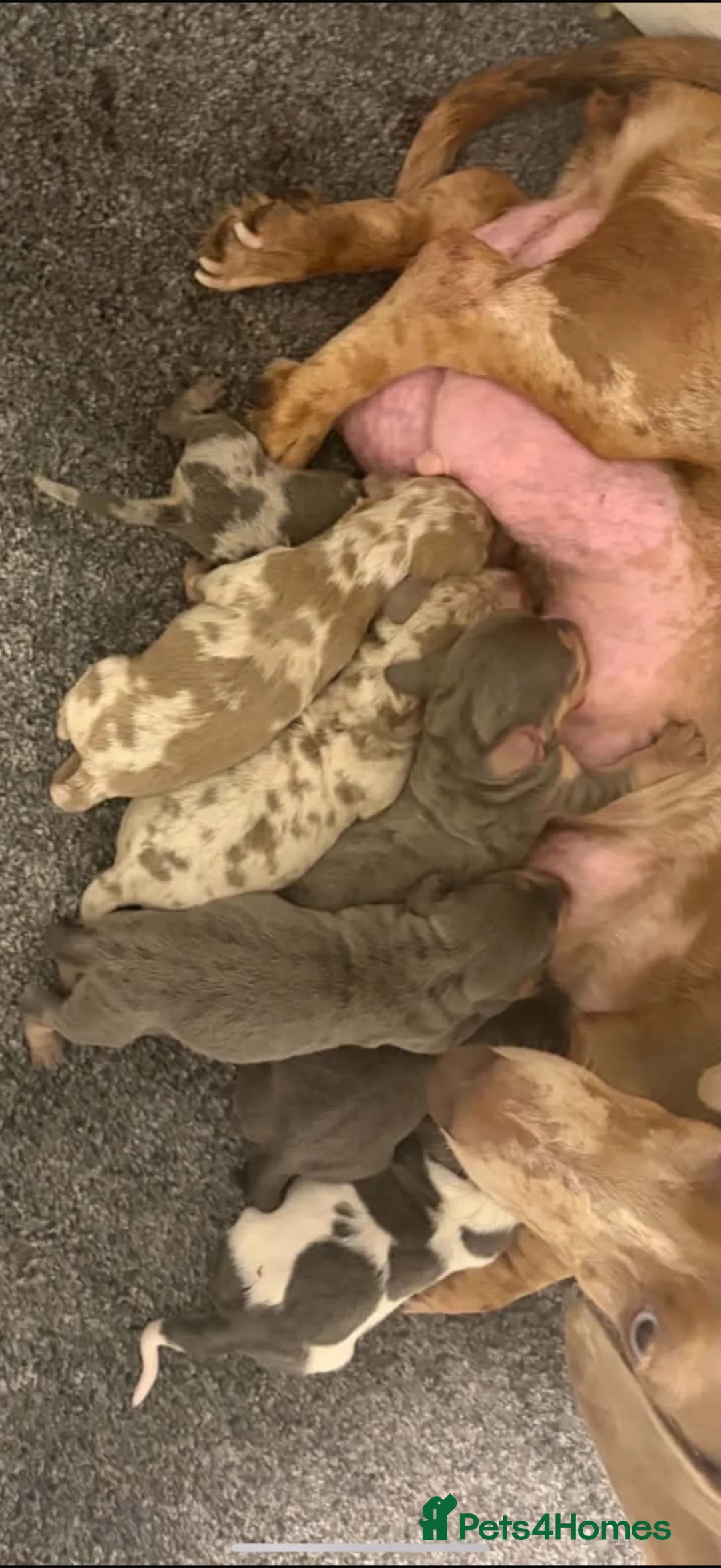 Miniature Dachshund dogs for stud: 🐶 BILLY 🐶  STUD ( PROVEN )  - Advert 2