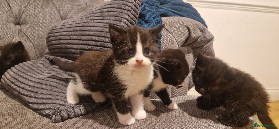 Mixed Breed cats for sale: 5 cute kittens, good natured mum needing homes  - Image 6