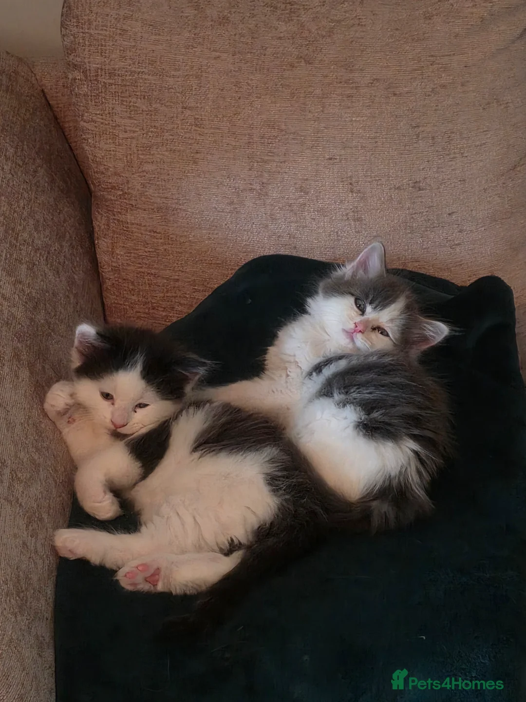 Mixed Breed cats for sale: Two gorgeous angels need a forever home  in Witney - Advert 1