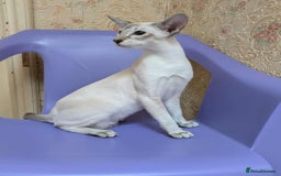 Siamese cats for sale: Siamese Kittens For Sale. - Image 20