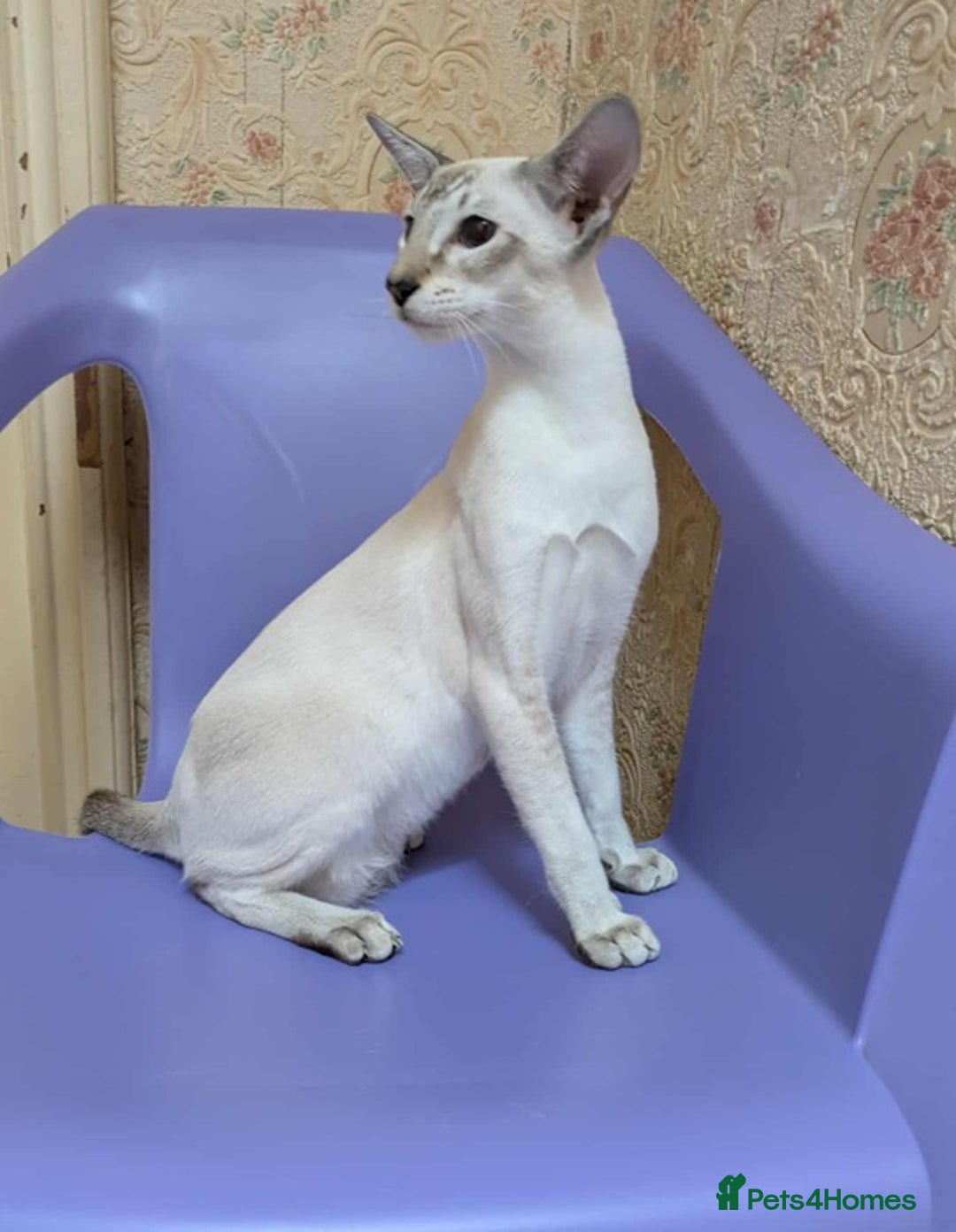 Siamese cats for sale: Siamese Kittens For Sale. - Image 20