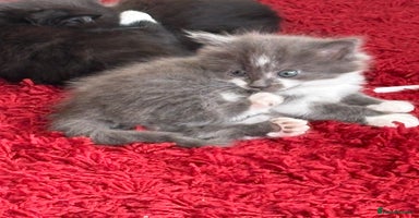 Mixed Breed cats - Advert 6