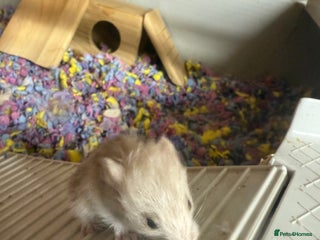 Hamster rodents - Advert 21