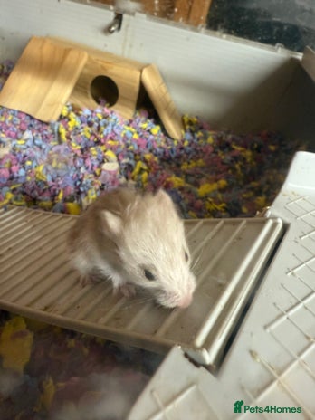 Hamster rodents - Advert 5