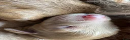 Cockapoo dogs for sale: 2 left Fox Red Stunning F2 Cockapoo  - Advert 23