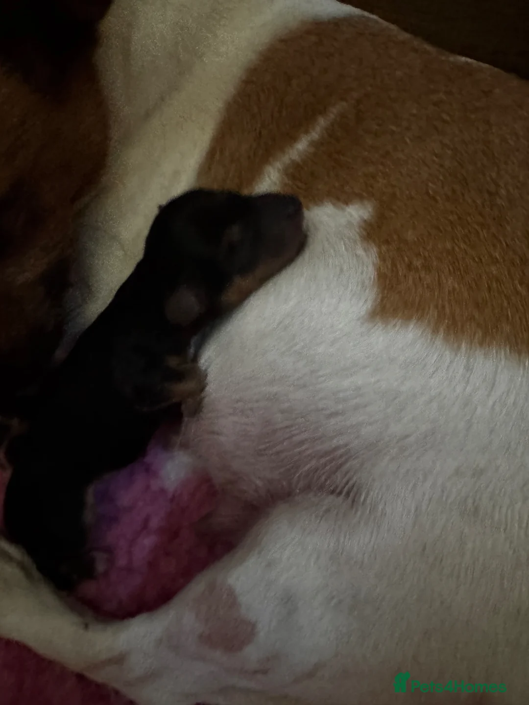 Jackshund dogs for sale: Jackshund male puppy - Advert 5