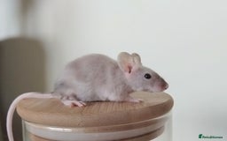 Mouse rodents for sale: 🐭 Female Mice Available for Adoption 🐭 - Image 13