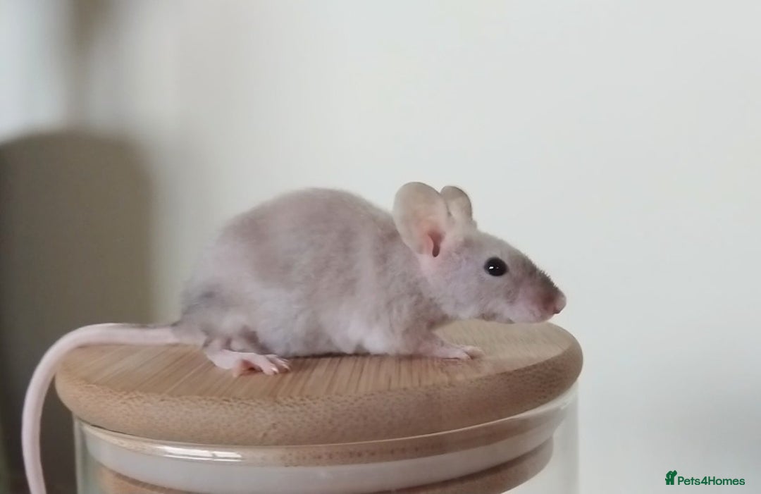 Mouse rodents for sale: 🐭 Female Mice Available for Adoption 🐭 - Image 13