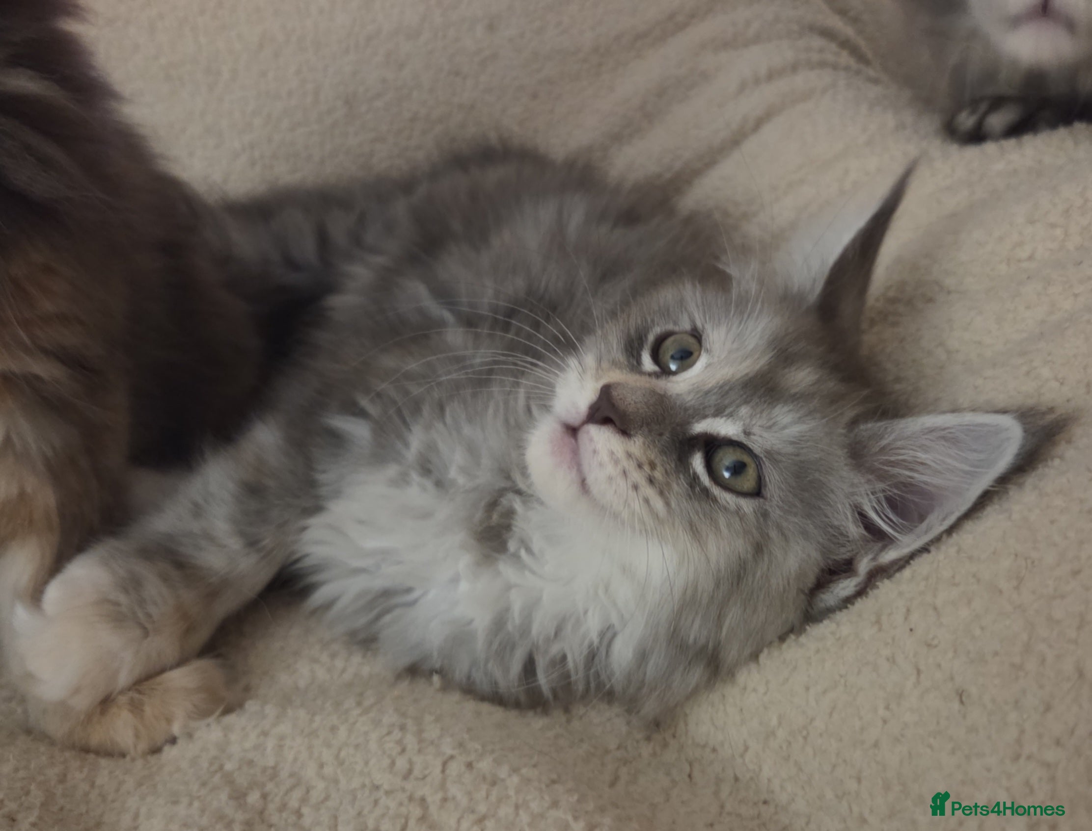 Maine Coon cats Stunning quality Female Tica silver torbie kitten - Advert 3